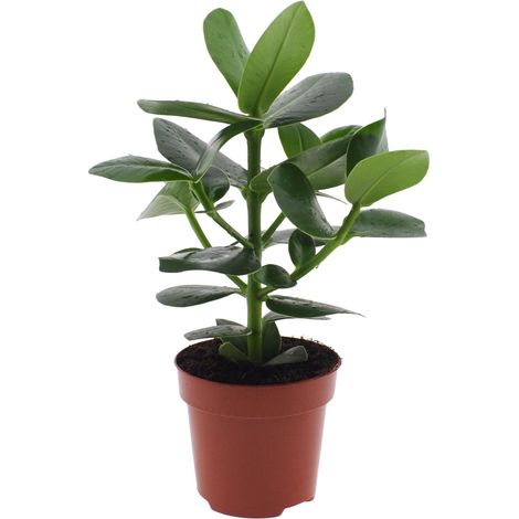 Clusia Rosea Princess Plante d'Intérieur Arbre à Autographe Feuilles Vertes Ø12 cm H15-30 cm - PANGIVO (1/4)