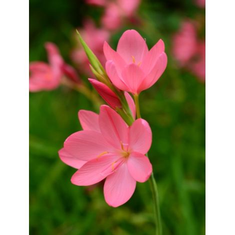 Lis des Cafres 'Mrs Heagarty' Godet de 8/9 cm