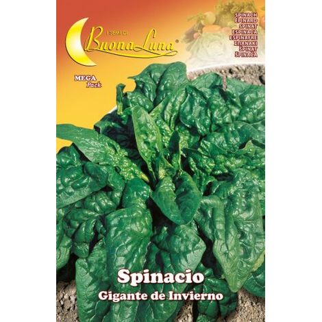 Semi orto spinaci giganti - 10 pz