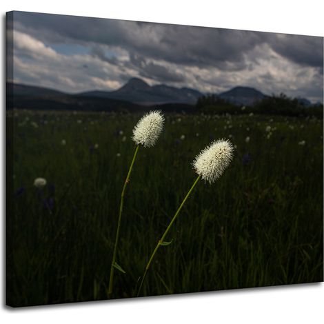 Leinwanddruck Natur Wildblumen 100x80 cm