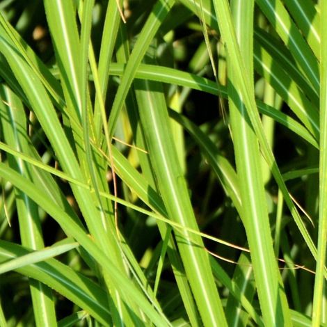 Laîche Irish Green, Carex/Pot de 3L - Touffe (1/3)