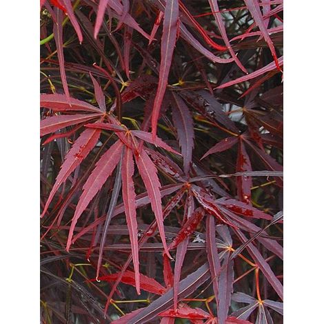Érable du Japon 'Red Pygmy' Pot de 3L/4L (1/2)
