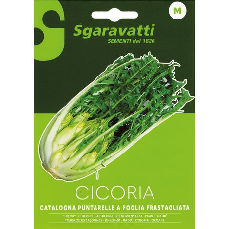 SEMI PER ORTAGGI E VEGETALI cicoria catalogna puntarelle frastagliate Q.TA 10 cicoria catalogna puntarelle frastagliate