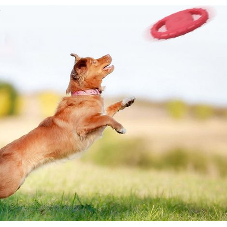 Disque volant pour chien de compagnie, anneau d'entraînement EVA avec Double poignées, jouets volants, activité de plein air, jouet flottant pour rapporter (1/5)