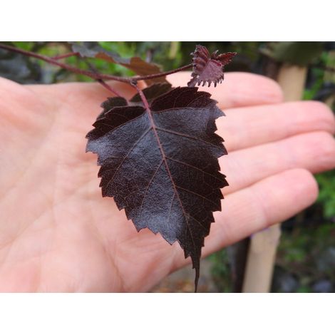 Betulla bianca alba "Betula pendula" in vaso 24 cm h oltre 2 metri (1/5)