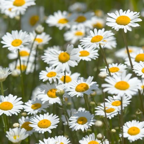 Camomille allemande (Matricaria recutita) – 2000 graines – Fleurs aromatiques – Plante médicinale – Culture facile (1/5)
