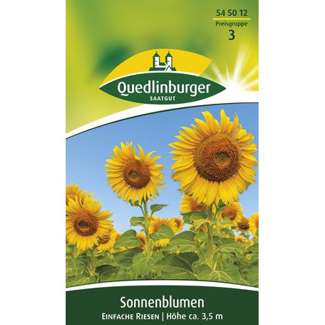 Quedlinburger Saatgut – Tournesol géant à fleurs simples – Graines de fleurs, hauteur env. 3,5 m, environ 12 plants (1/2)