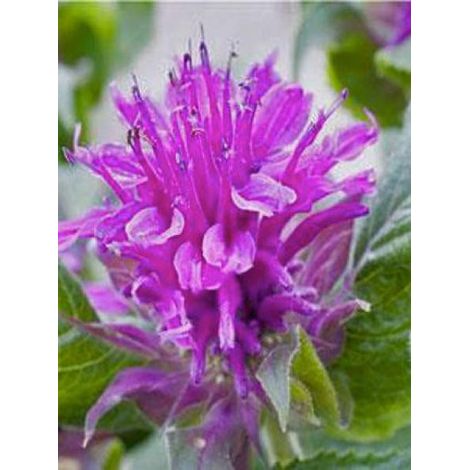 Monarde 'Purple Lace' Godet de 8/9 cm