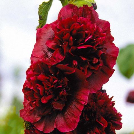 3 Roses Trémière Charter's Double Pourpre (Alcea Rosea Charter's) (1/5)