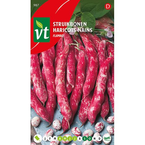 Haricots Nains Flambo - Ca. 40 gr (Livraison Gratuite) (1/2)