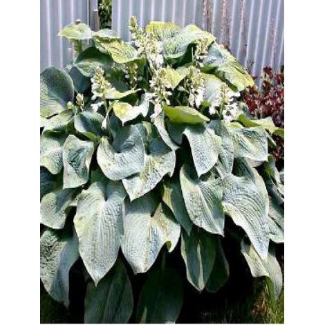 Hosta 'Big Daddy' Godet de 8/9 cm (1/3)