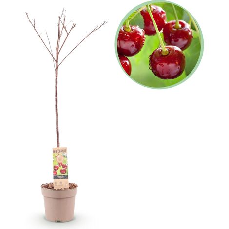 Cerisier Prunus avium Regina Arbre Fruitier Résistant au Froid Cerises Rouge Foncé Pot 21cm H90cm - PANGIVO (1/4)