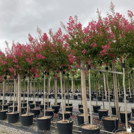 Lagerstroemia rosa "Lagerstroemia indica" pianta ad alberello in mastello ø50 cm h. 3,5/4 mt cfr. tronco 10/12 cm (1/5)
