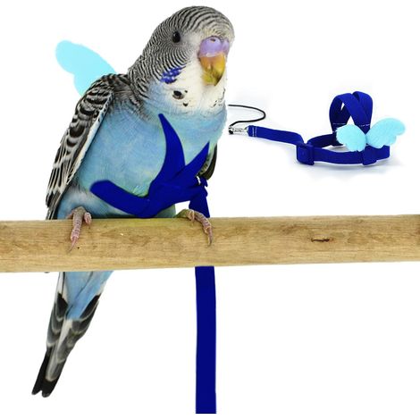 Harnais et Laisse Nylon Bleu (Taille S) Réglable Anti-Morsure avec Aile, pour Perruches et Petits Oiseaux (1/5)
