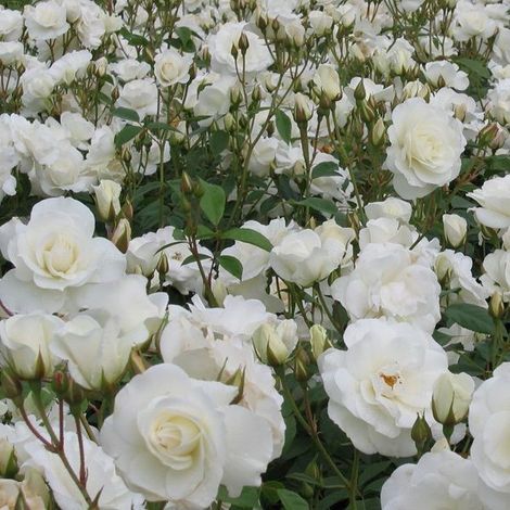 2 x Rosa - Rose classique - Rosa 'Witte Tros' (1/4)