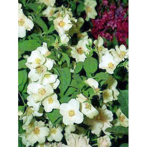 Seringat 'Belle Etoile' Pot de 3L/4L (1/3)