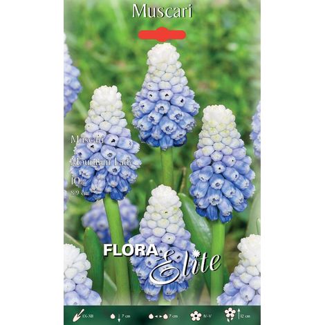 MUSCARI MOUNTAIN LADY (CONFEZIONE DA 10 BULBI)