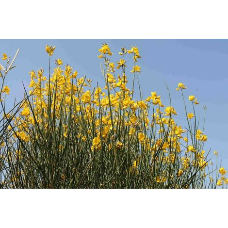 PIANTA DI GINESTRA ODOROSA SPARTIUM JUNCEUM VASO CM 18 (foto reale) ALT. CM 40