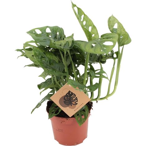 Plante d'intérieur Monstera Monkey Leaf - Feuillage Tropical Perforé - Pot Ø12cm - Hauteur 30cm - PANGIVO (1/4)