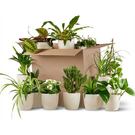Lot de 12 Plantes d'Intérieur Surprise et 12 Pots Blancs en Fibres Naturelles Biodégradables - PANGIVO (1/3)