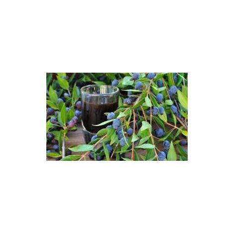 Myrtus communis (common myrtle) 3 talee/cuttings  nero/black