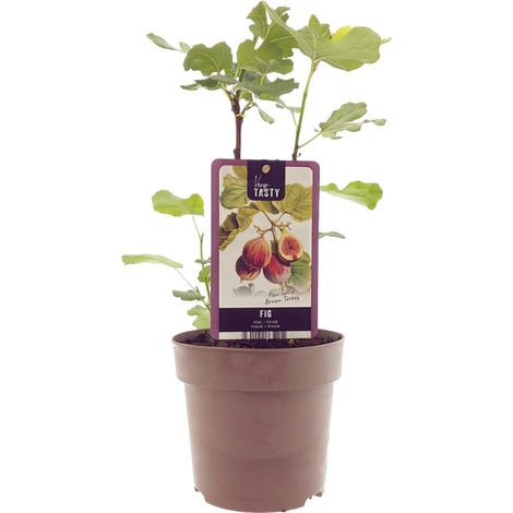 Ficus Brown Turkey Plante Verte Décorative Intérieure Extérieure Pot Ø15 cm Hauteur 40 cm - PANGIVO