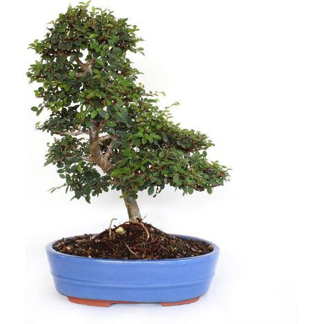 Bonsai Zelkova sp. - Bonsai Olmo Giapponese - H 40-50 cm Vaso in Ceramica Ø 26 cm (1/3)