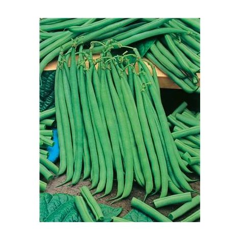 HARICOT NAIN SOISSONS - 300 G - GRAINES DE LEGUMES