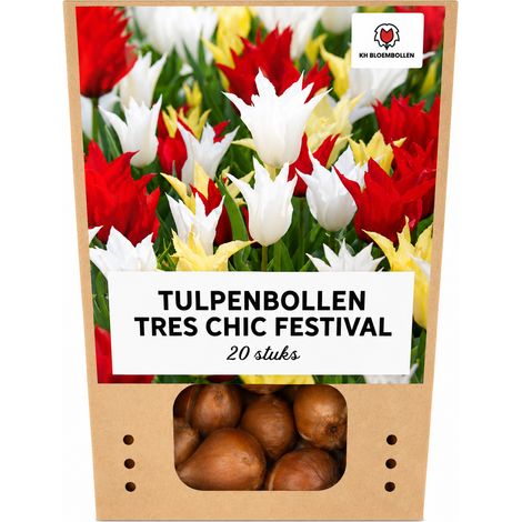 20 Bulbes de Tulipes Tres Chic Mix Rouge Blanc Jaune pour Jardin et Pots Taille 11/12 - PANGIVO (1/4)