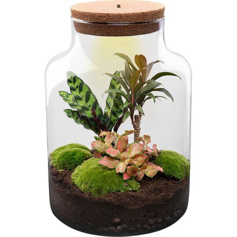 Terrarium pour Plantes DIY Milky avec Éclairage LED Écosystème Fermé Ø 21 x 30 cm - PANGIVO