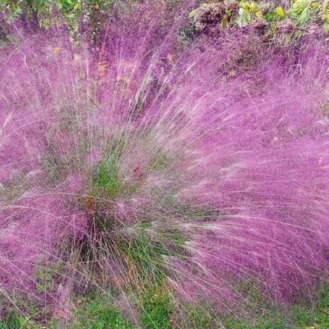 Pépinières Naudet – 3 Eragrostides brillantes – Graminée rustique pour rocailles et bordures – Floraison rosée d'août à octobre – Hauteur 31-60cm