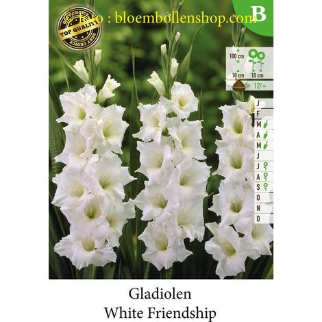 30 bulbes de glaïeuls blancs de l'amitié