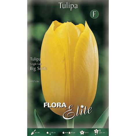 BULBI AUTUNNALI TULIPANO SINGLE LATE BIG SMILE CONFEZIONE DA 7 BULBI BULBS BULBES