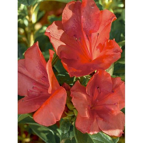 Azalée japonaise 'Encore Sunset' Pot de 3L/4L (1/4)