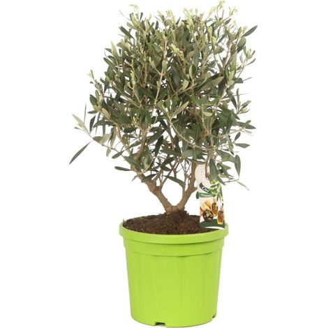 Olivier  Olea europaea Pot 20cm (1/2)
