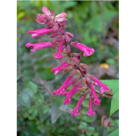 Sauge 'Wendy's Wish' Godet de 8/9 cm (1/2)
