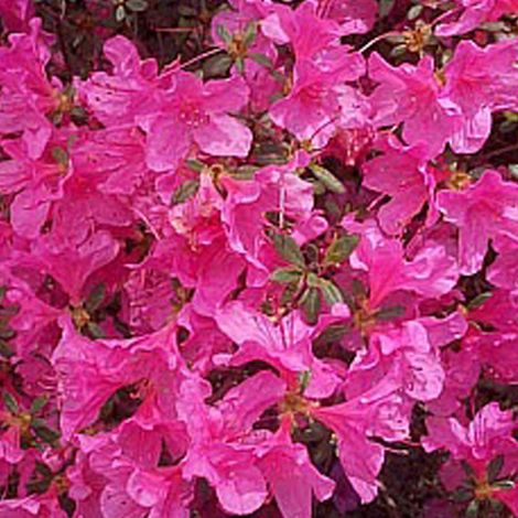 Azalée Japonaise rose - Azalea japonica  - 25-30 cm pot