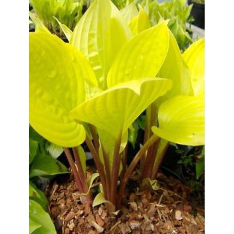 Hosta  'Fire Island' Godet de 8/9 cm (1/5)