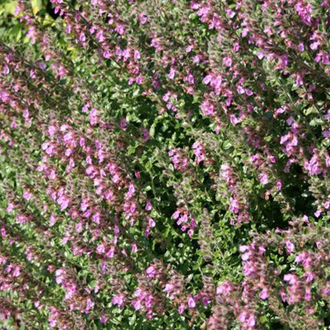 4 x Teucrium lucidrys - godet 9x9 cm