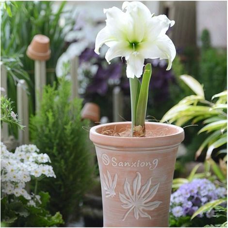 1 pot de fleurs en terre cuite de style vintage avec motif de lotus en relief - pot respirant pour une utilisation intérieure/extérieure, parfait pour la décoration de balcon ou de jardin, comprend de (1/4)