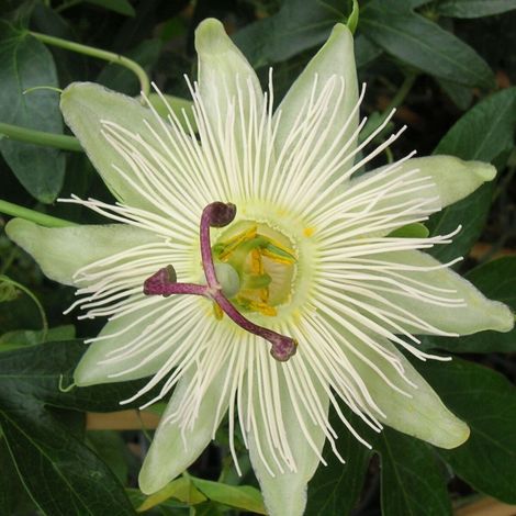 Passiflore Constance elliot/Godet - 5/10 cm