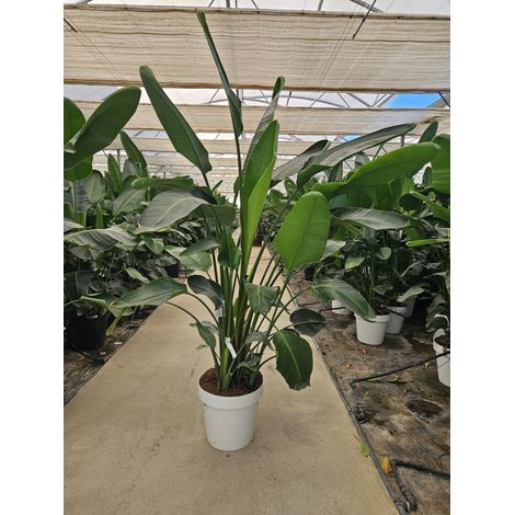 STRELITZIA NICOLAI (STERLIZIA GIGANTE) VASO 50 H.180/200 CON VASO BIANCO CLASSIC (1/4)
