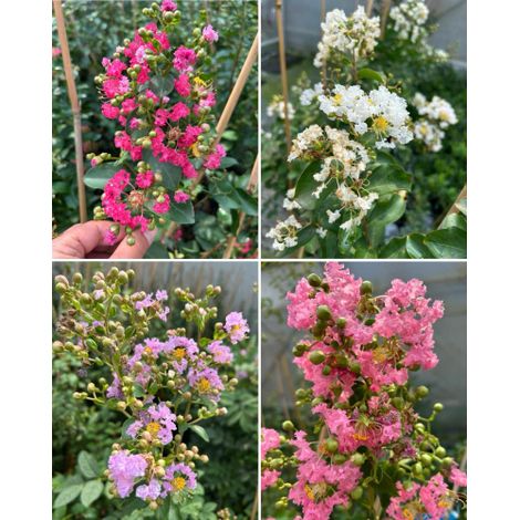 Lagerstroemia indica Bianca pianta in vaso 19 cm con canna h 80/100 cm Colori a scelta Bianco - Select 1: Fuxia