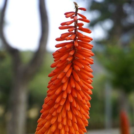 Kniphofia, Tison de Satan Alcazar | Conditionnement: Lot de 5 godets (1/5)