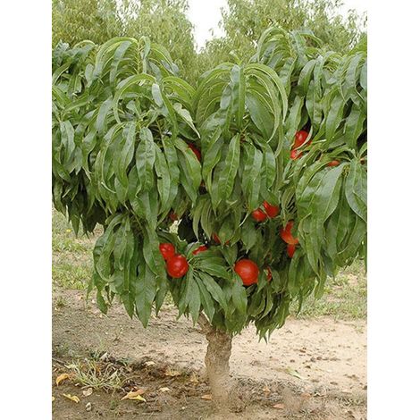 Nectarinier nain 'Rubis Necta Zee' Pot de 7,5L/10L, Nain, Tige de 40 cm