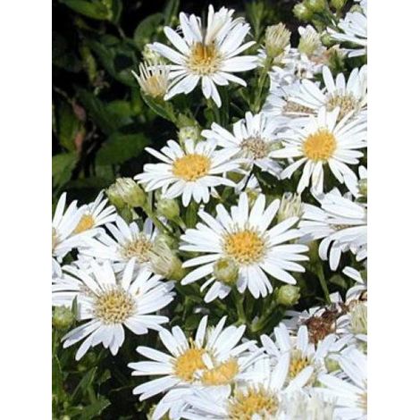 Aster 'Starshine' Godet de 8/9 cm (1/3)