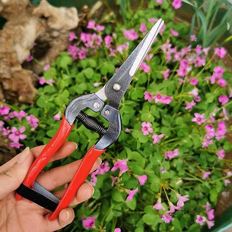 Outils de jardinage avec manche en plastique : ciseaux à raisins, ciseaux pour la coupe des branches de fleurs et de légumes. (1/5)