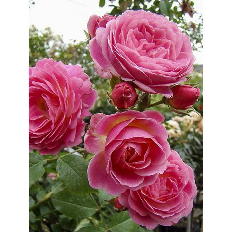 Rosier arbuste moschata 'Walferdange' Pot de 4L/5L