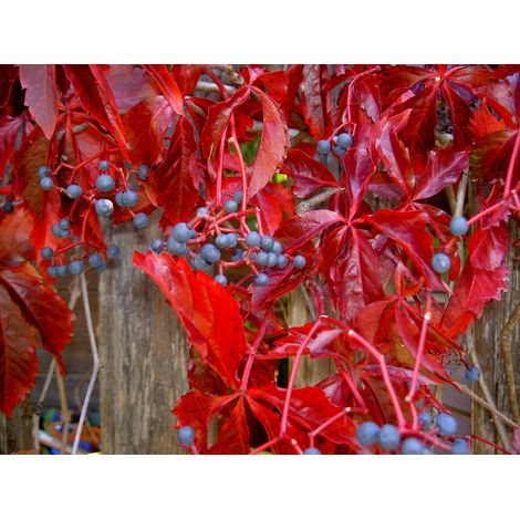 PARTHENOCISSUS QUINQUEFOLIA ENGELMANNII VASO 17CM