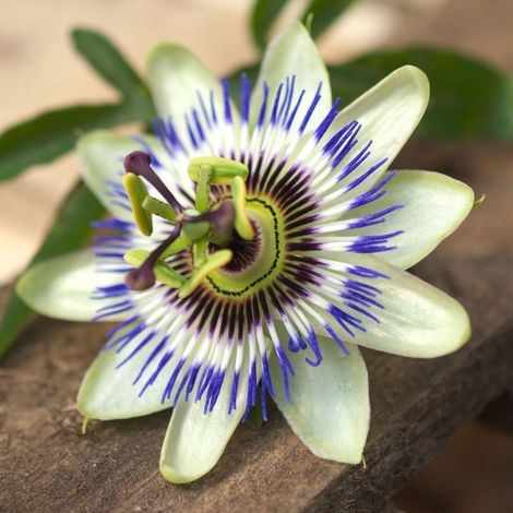Passiflore bleue, Fleur de la passion/Pot de 1,5L - Tuteur bambou 30/60 cm